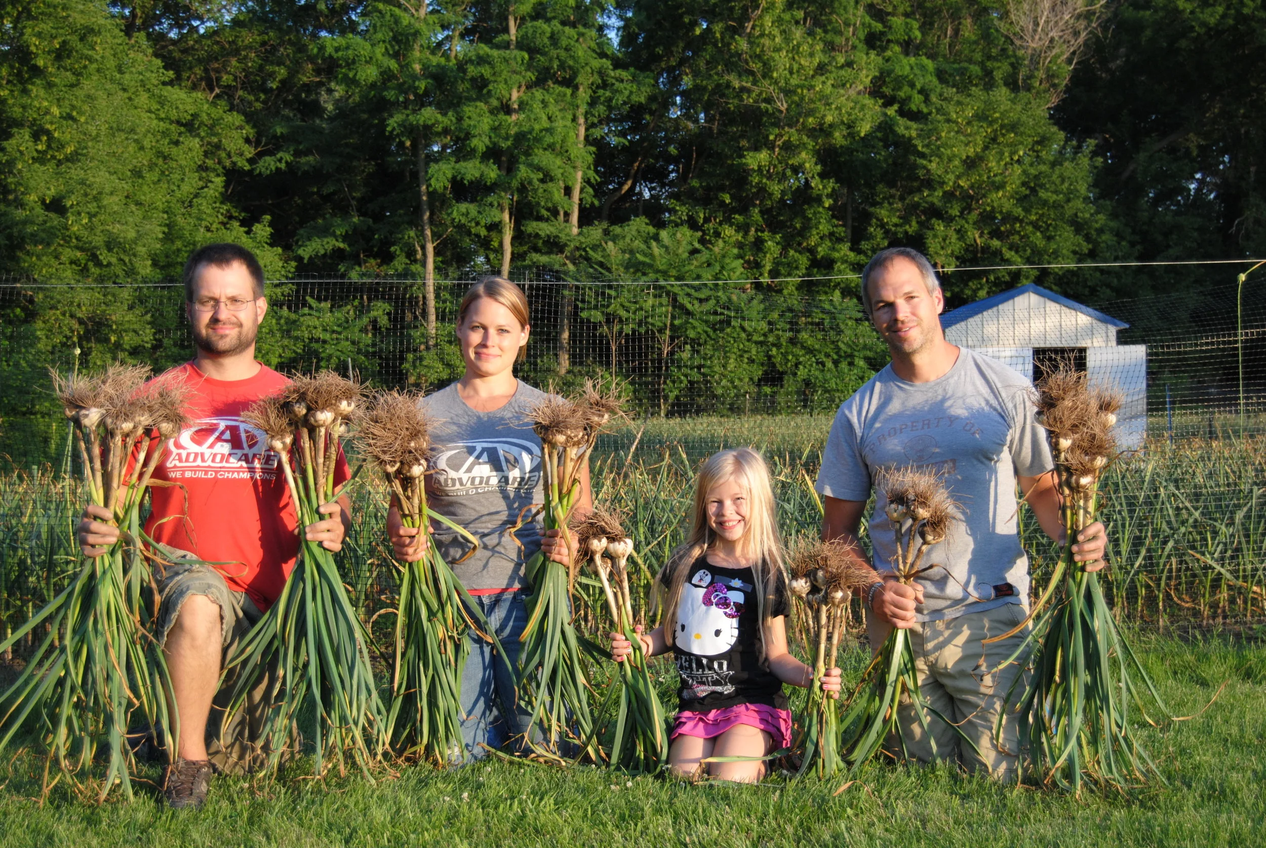 Growing big bulb garlic