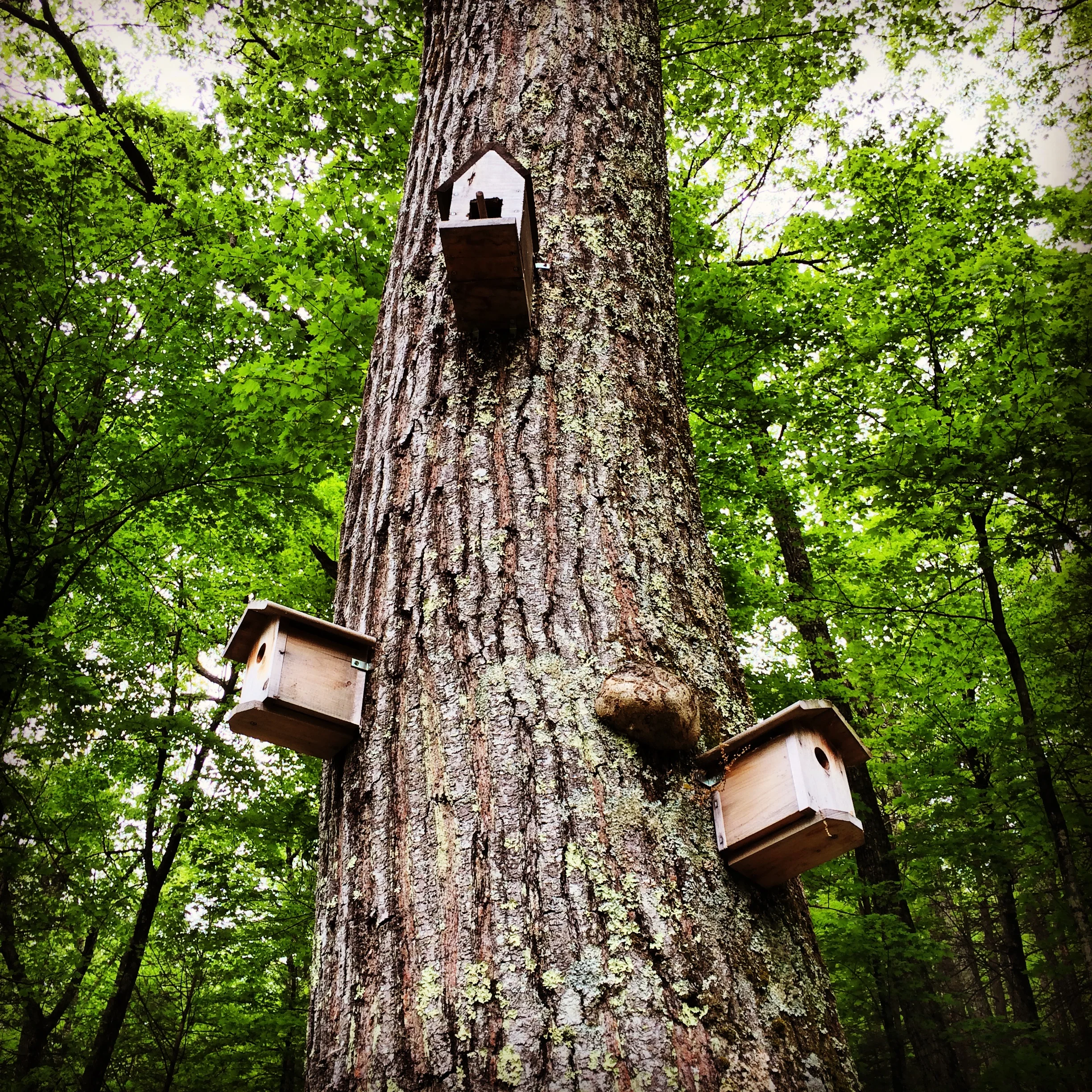 Birdhouse.JPG