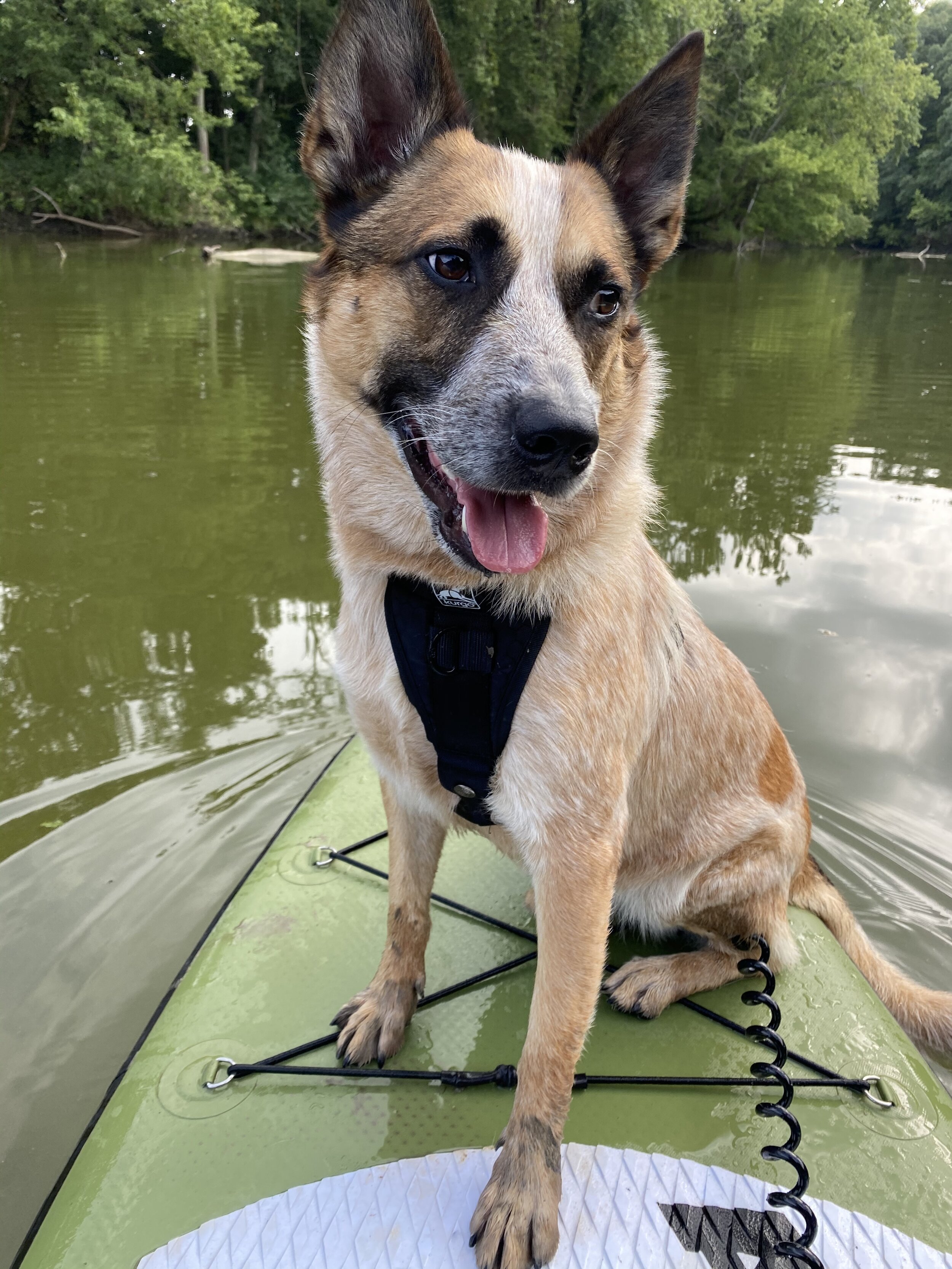 A dog sitting on an Atoll inflatable paddle board in the lake.
