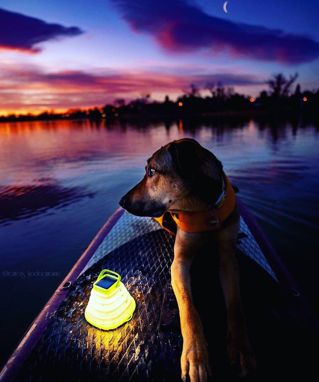 A dog with a lamp on an inflatable paddle board. adventure photos from spring