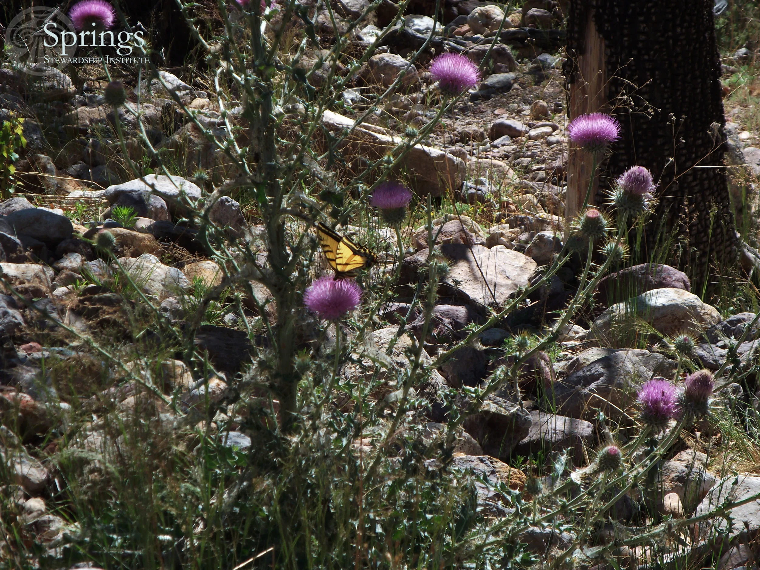 Swallowtail on thistle.jpg