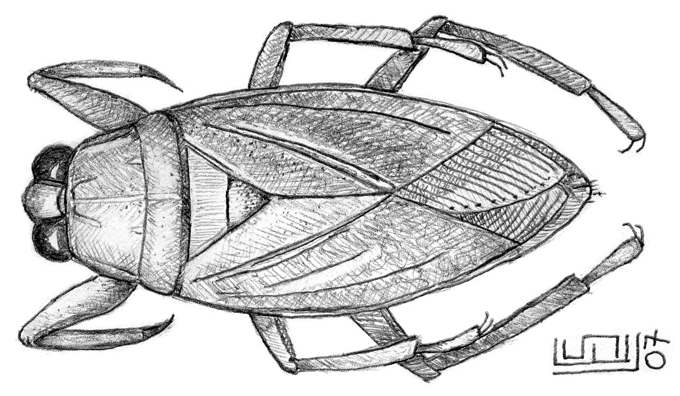 Belostoma bakeri