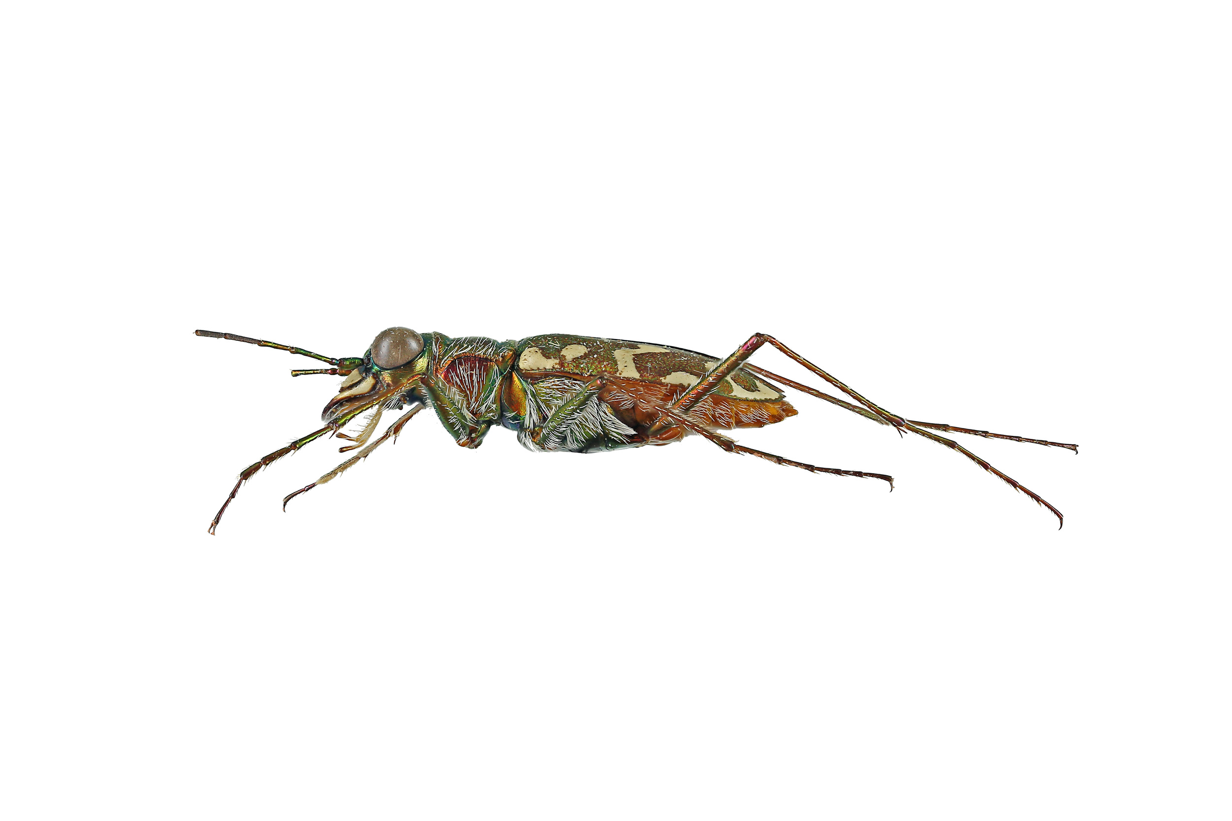 Hemorrhagica arizonae - lateral