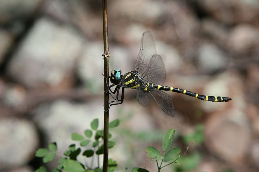 Apache Spiketail Dragonfly