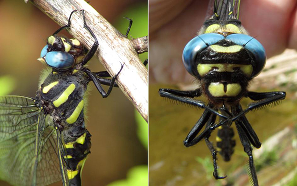  Detail of the head. Photo courtesy of AZDragonfly.org. 