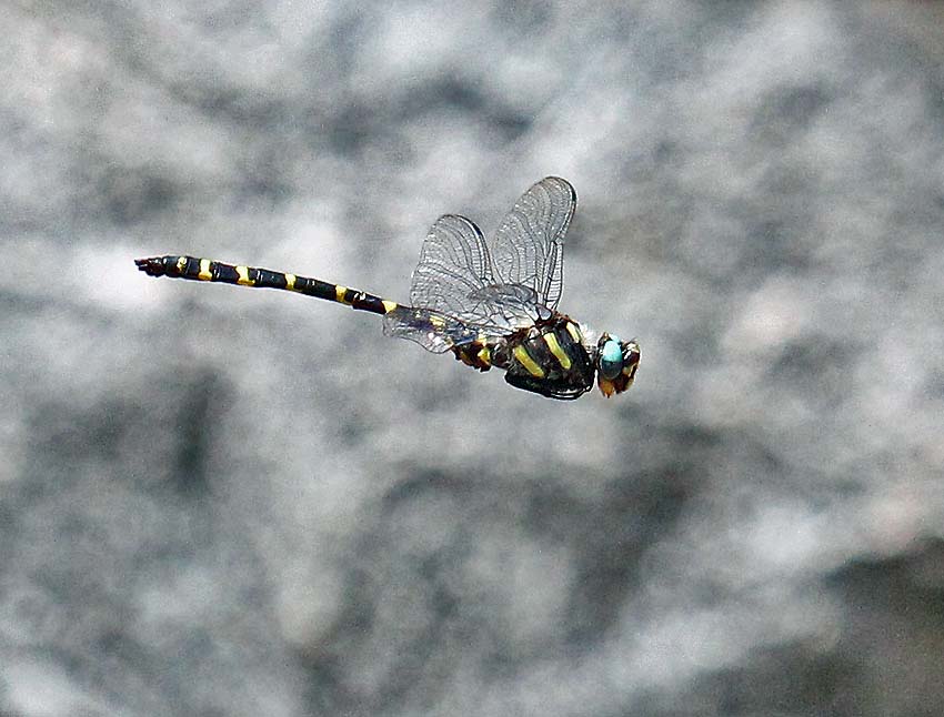  Apache spiketail dragonfly in flight. Photo courtesy of Martin Reid. 