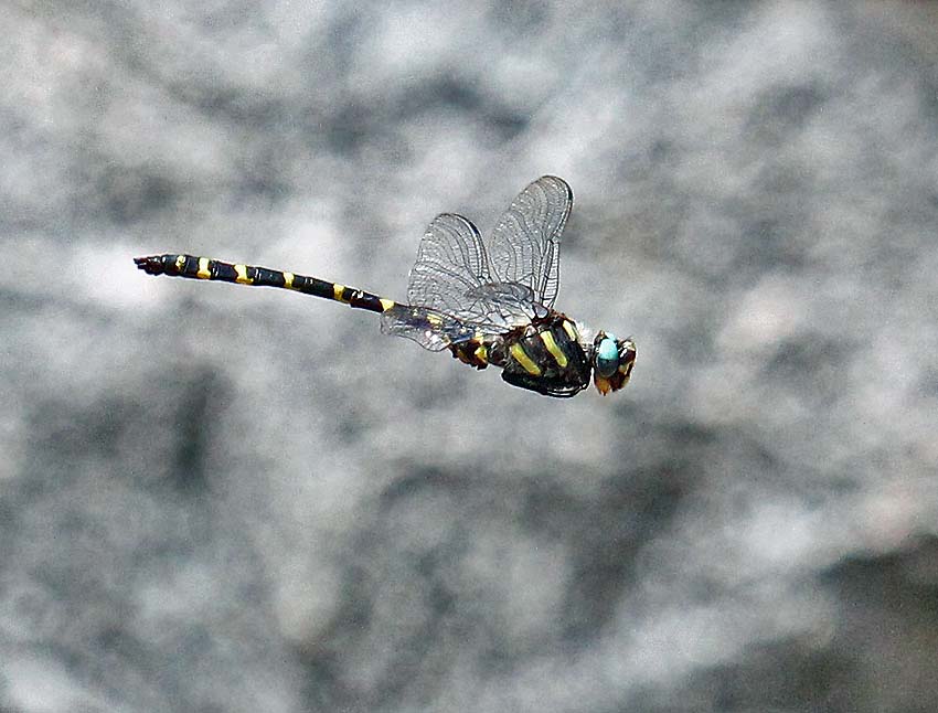 Apache spiketail dragonfly in flight. Photo courtesy of Martin Reid.