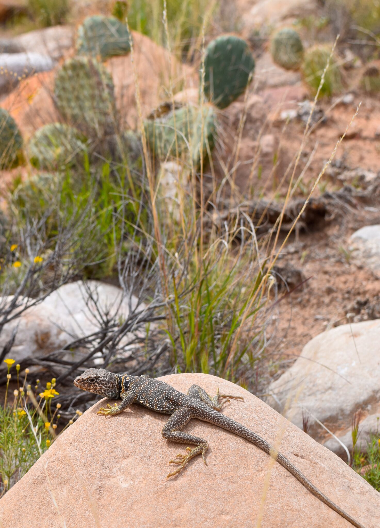 collard lizard.jpg