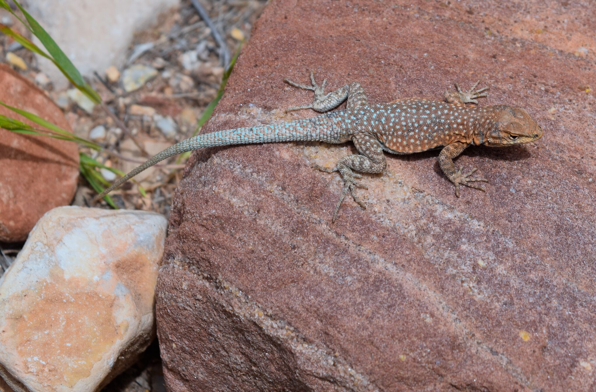 sidebloched lizzard.jpg