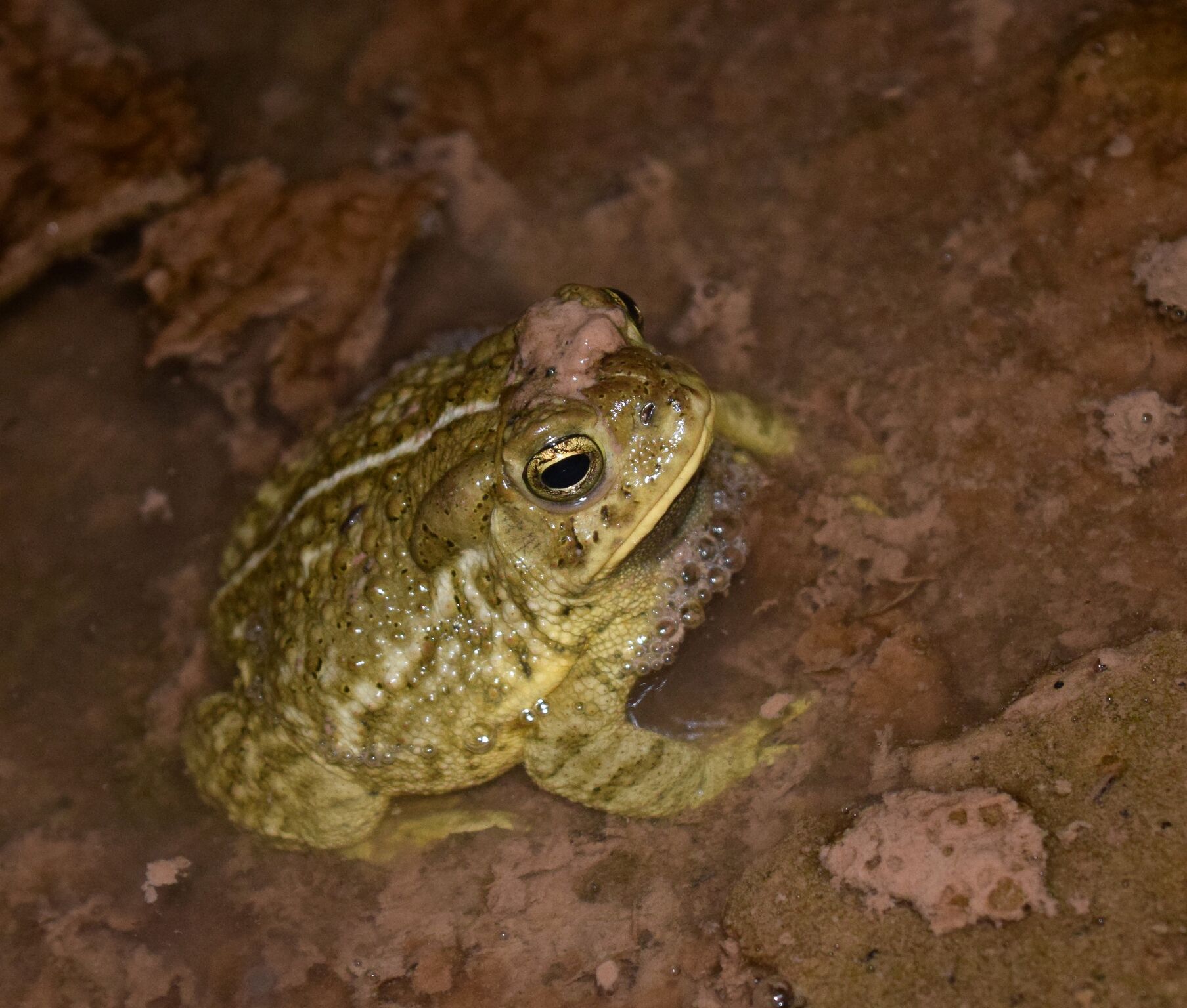 woodhouse toad.jpg
