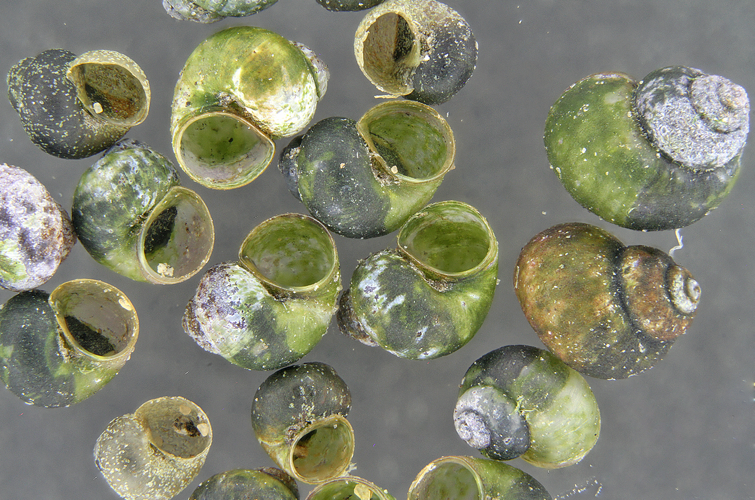 Springsnails grow to a maximum size of 2-3 mm (about 2-3x the thickness of your fingernail). Magnified here by MNA’s macroinvertebrate imaging lab.