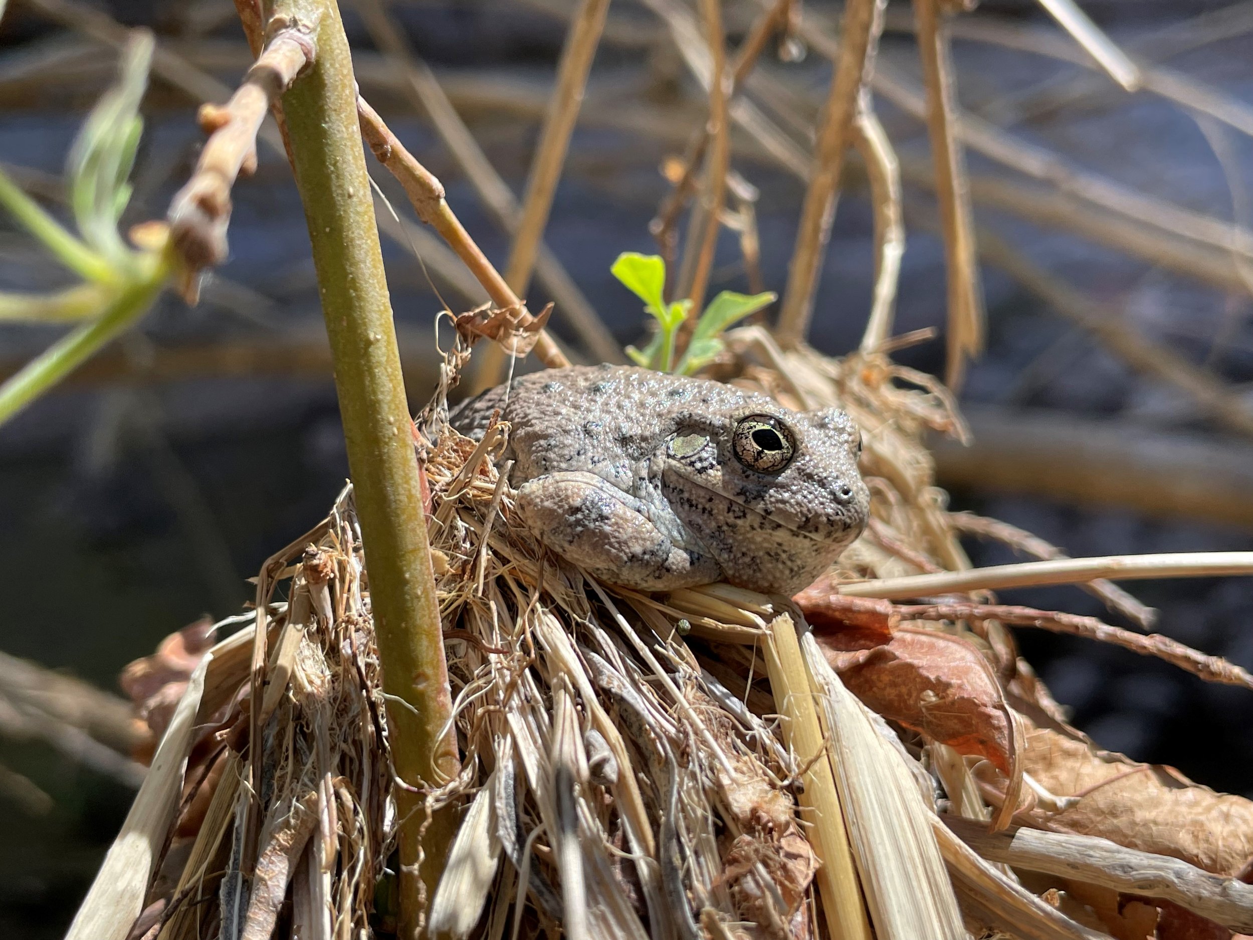 Its a frog...in a tree...in a canyon.