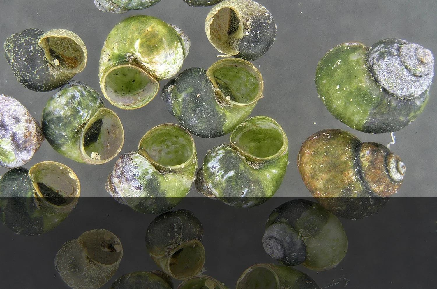 Springsnail Conservation