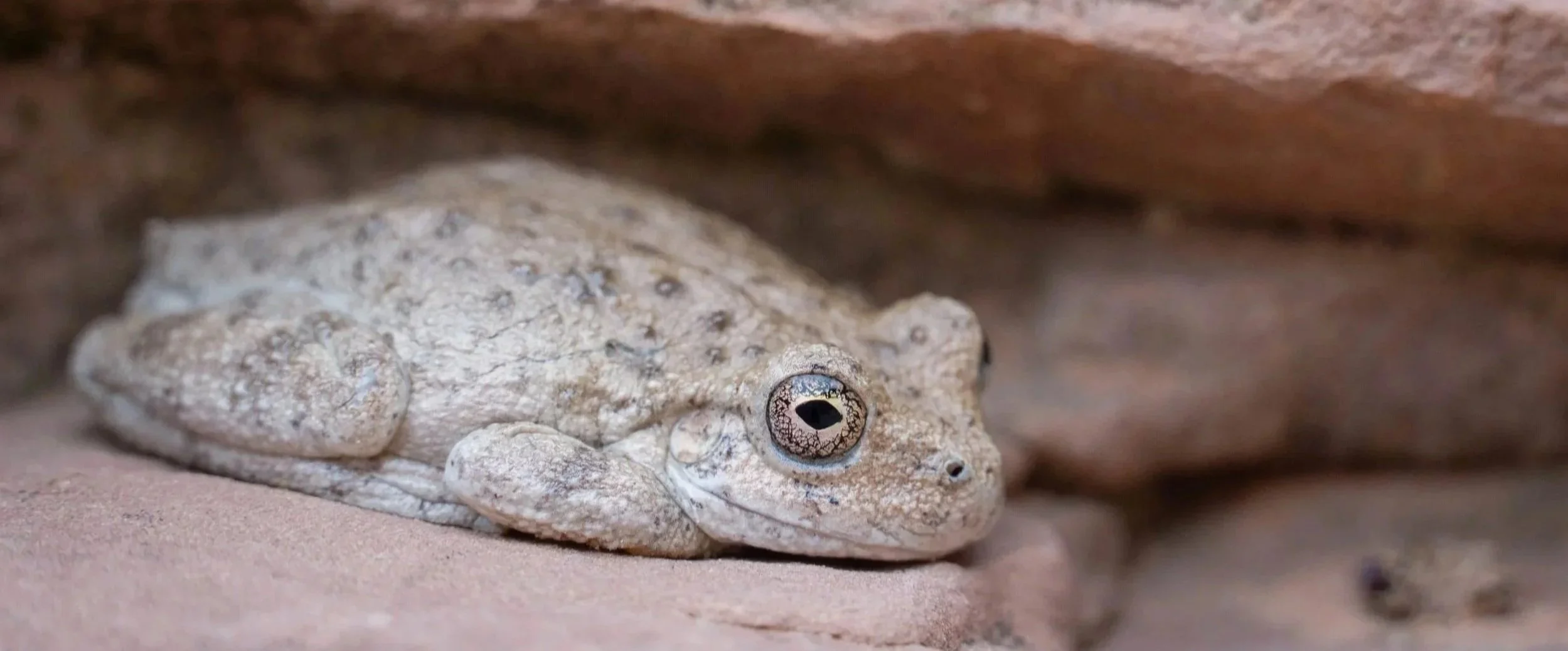 CanyonTreeFrog1.jpg