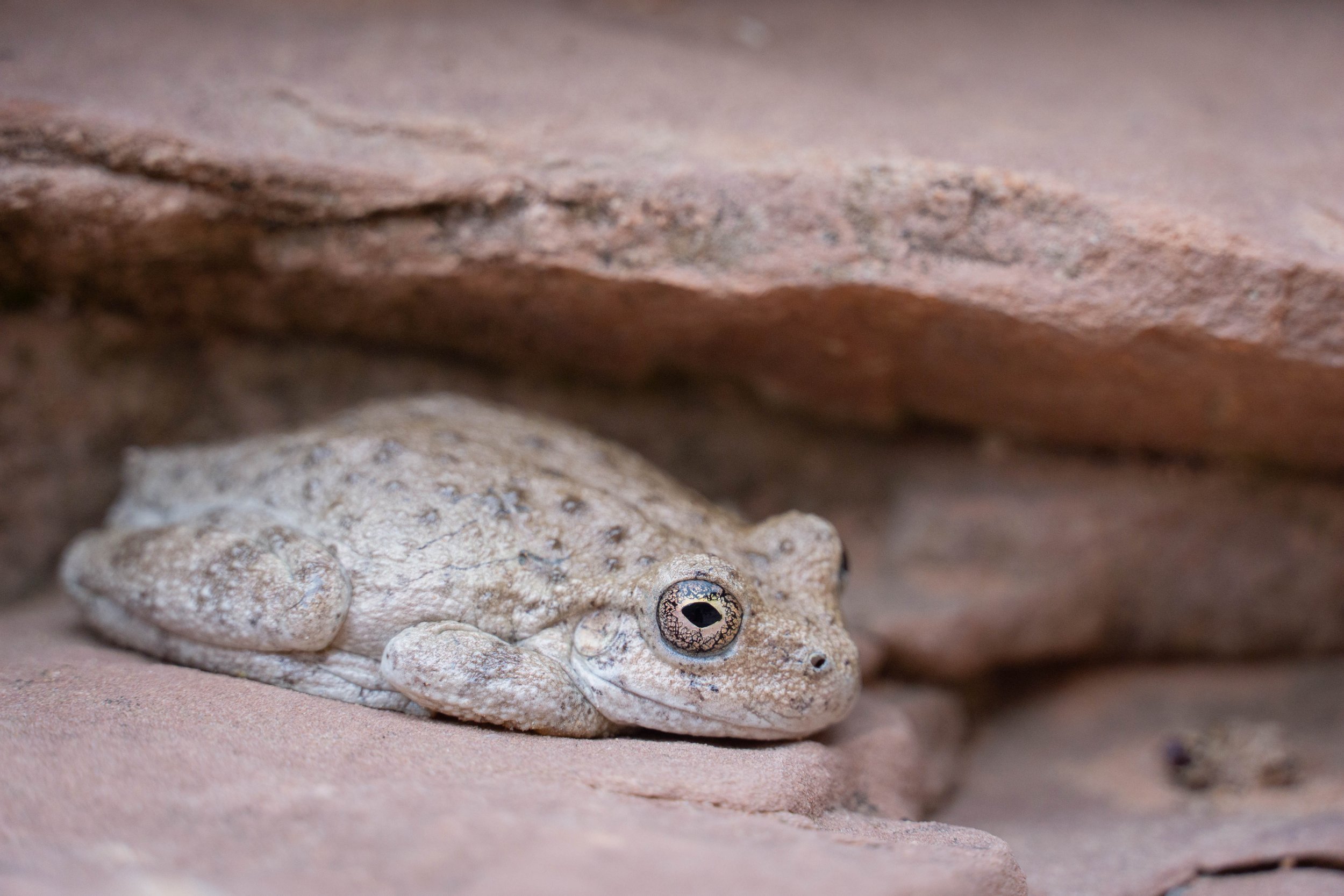 CanyonTreeFrog1.jpg