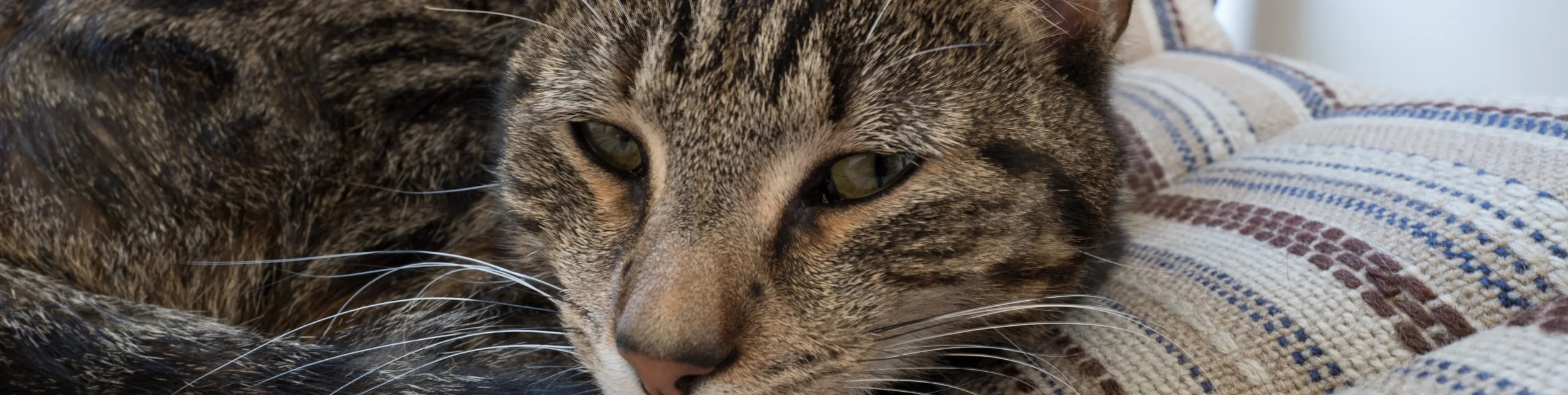 Leica Q, Handheld Sitting, ISO400, 1/4, f14, MFocus, Straight out of camera, cropped