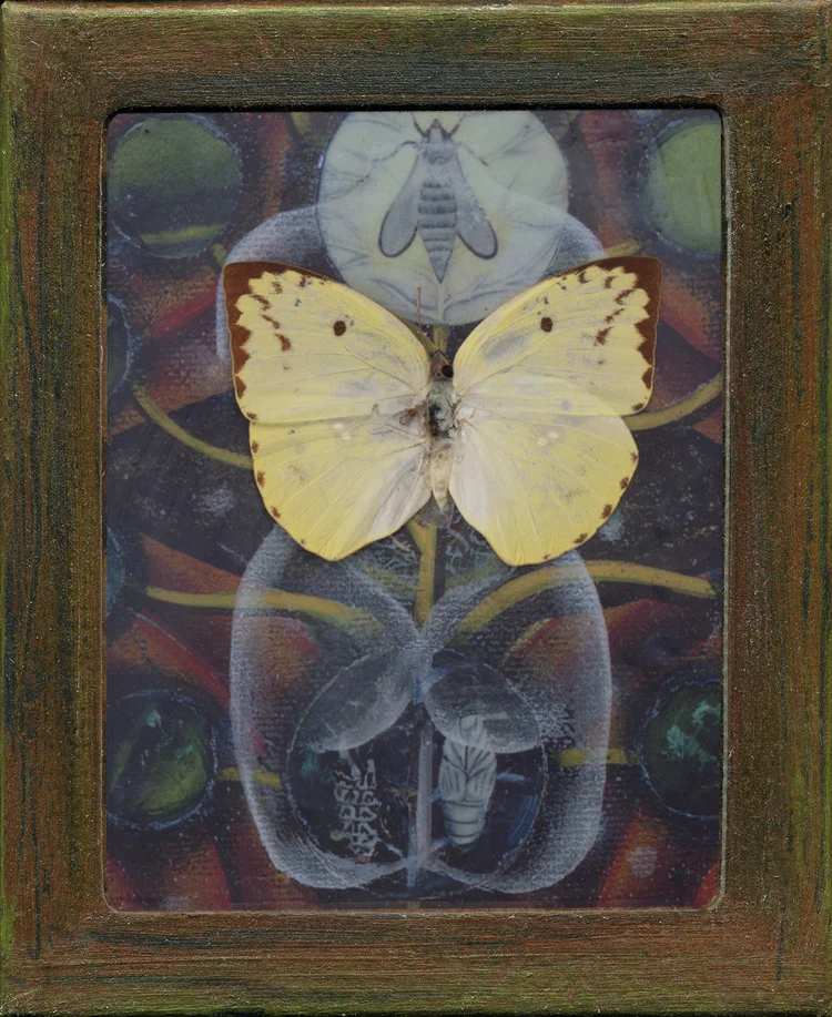 My Body, White Circle, Yellow Butterfly