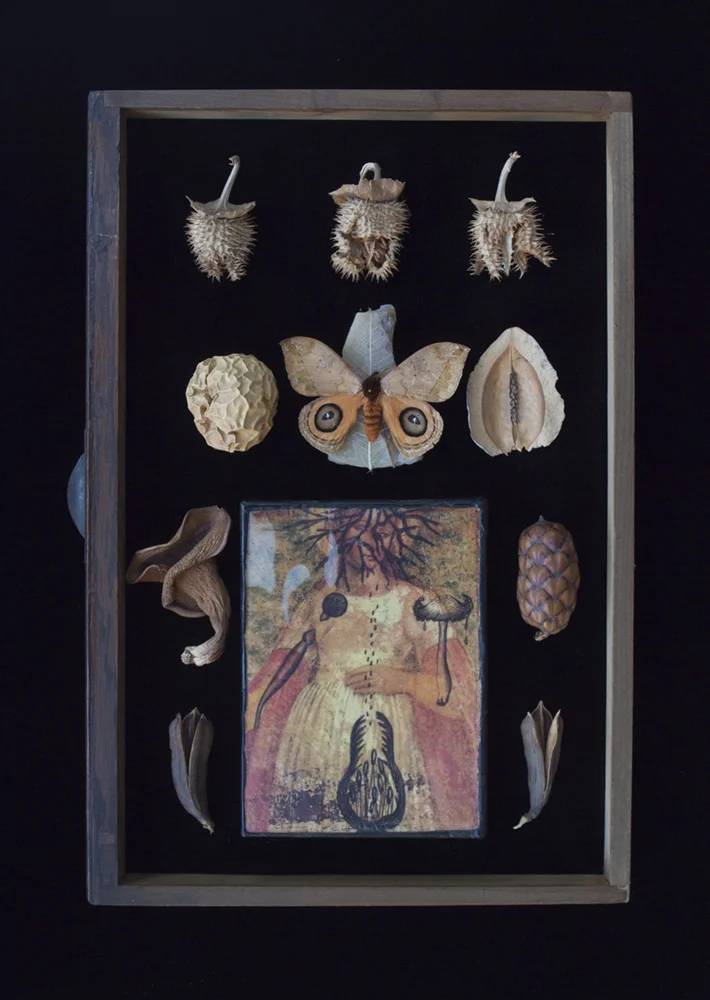 Seed Specimens, Italian Sketchbook