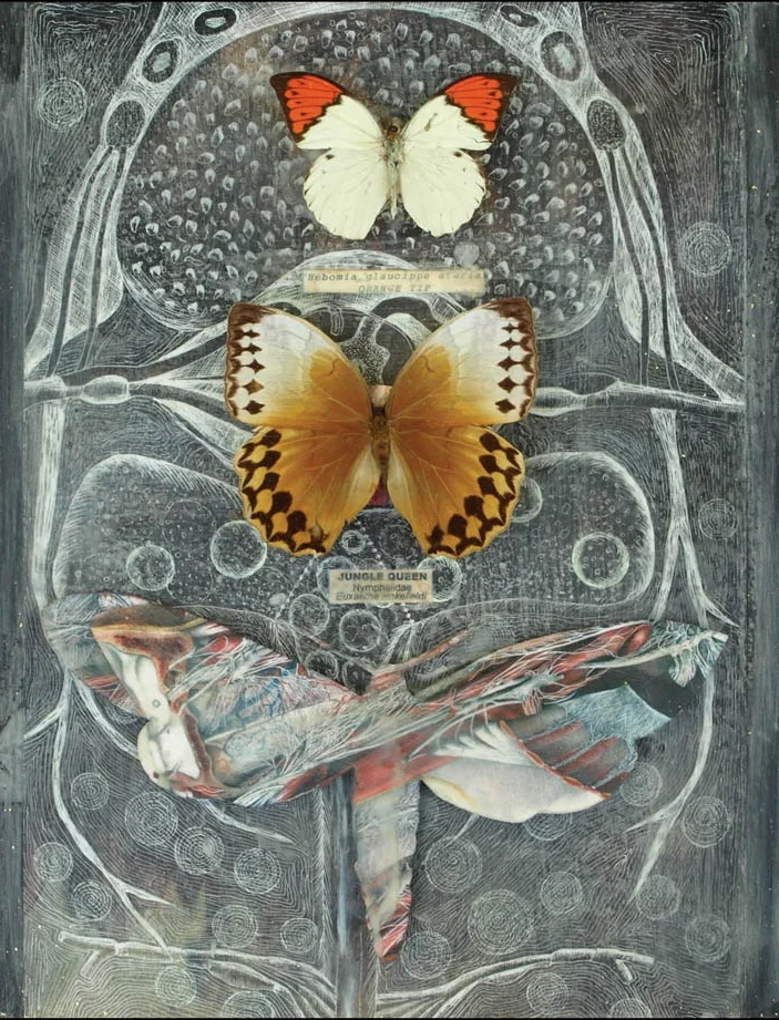 White Pen Biology Drawing, Two Big Butterflies