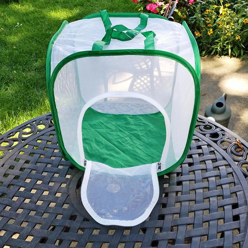 Tip #1: I recommend a netted cage that opens from the side. Mine only open on the top and so I have to disturb the caterpillars every time I clean the cage. The Monarch Butterfly Shop is one place to buy them.