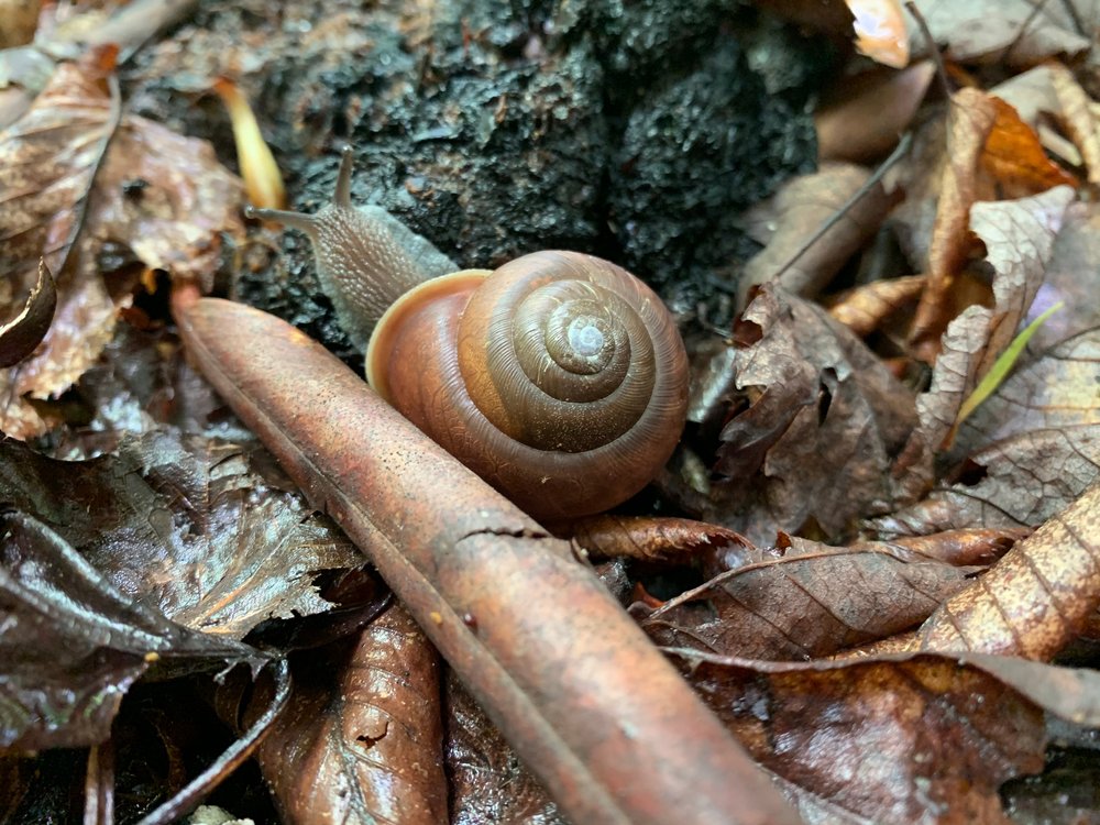 scat with snail.jpg