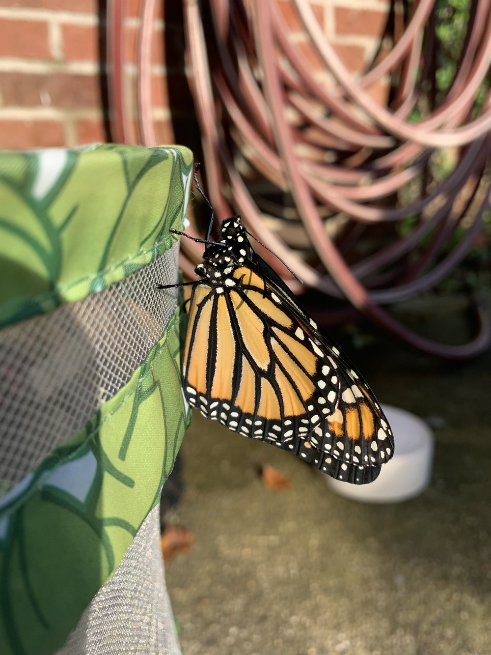 good morning monarch.jpg