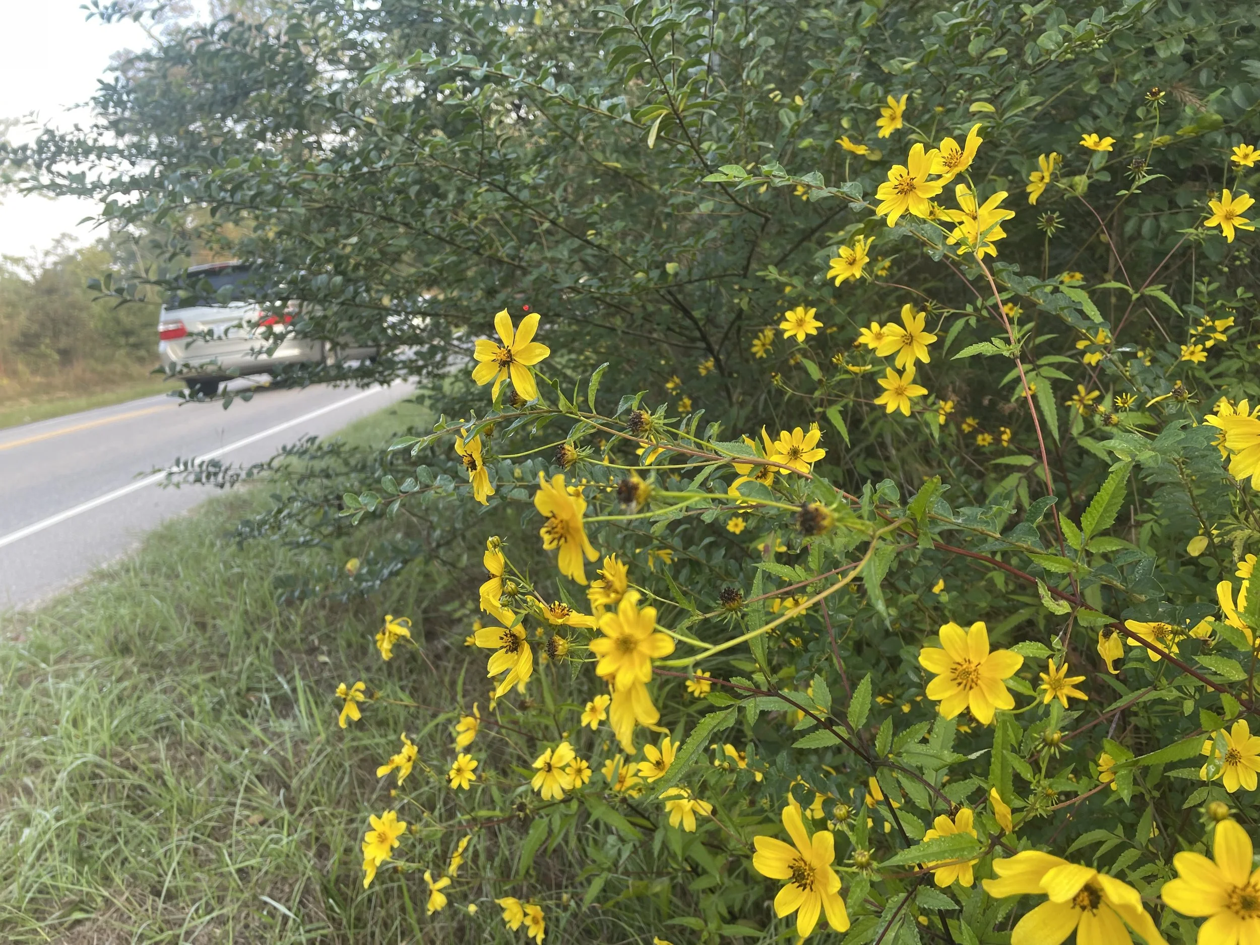 Wild & Wonderful Weeds: Tickseed