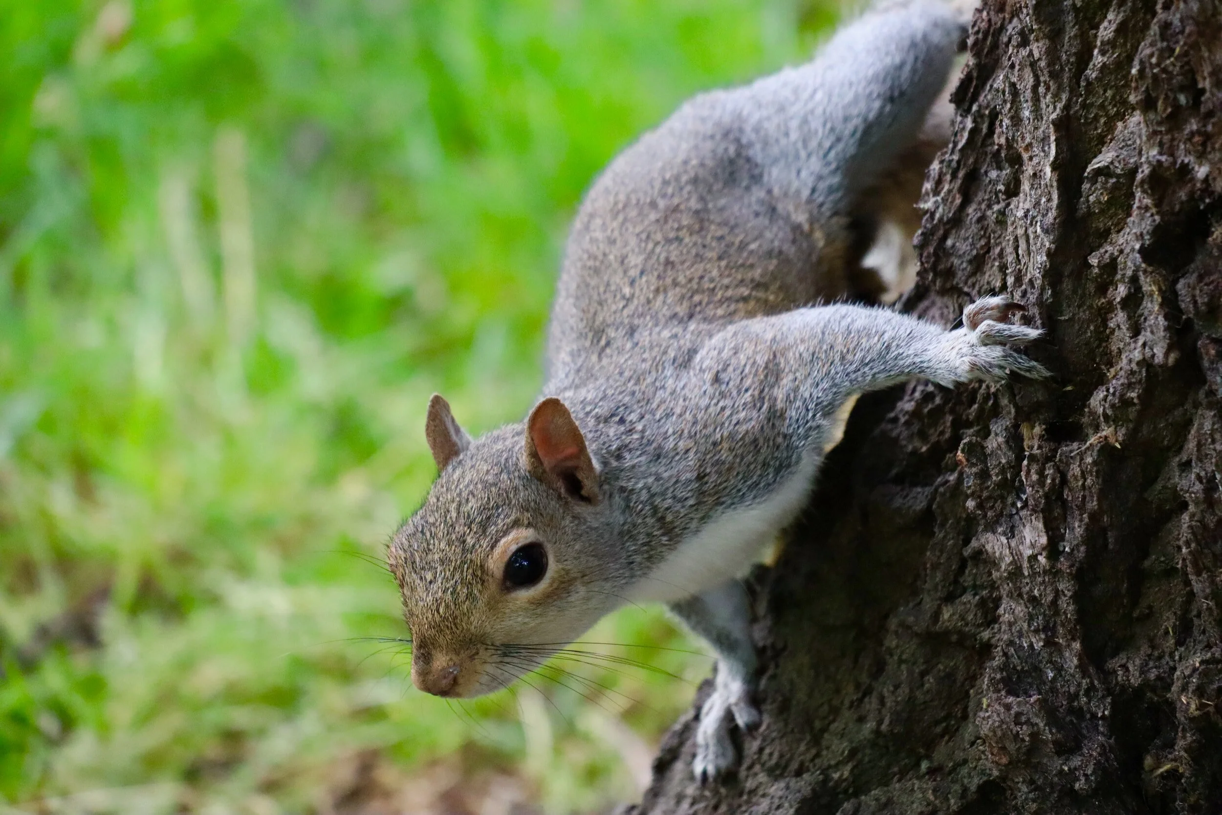 Citizen Science: Project Squirrel