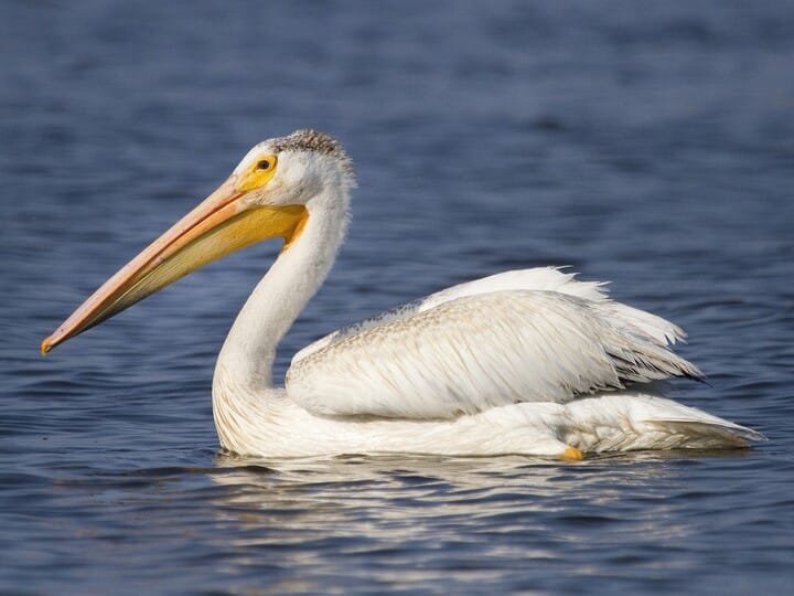 pelican_allaboutbirds_cornell.jpeg