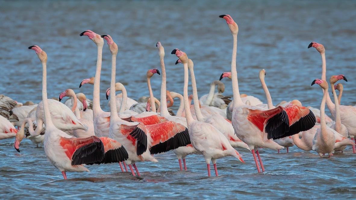 2000 Flamingos Mas o Menos