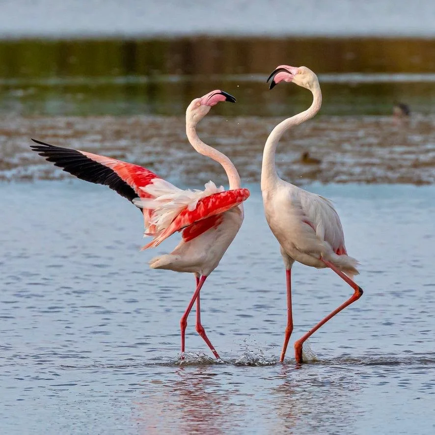 flamingopair.jpeg
