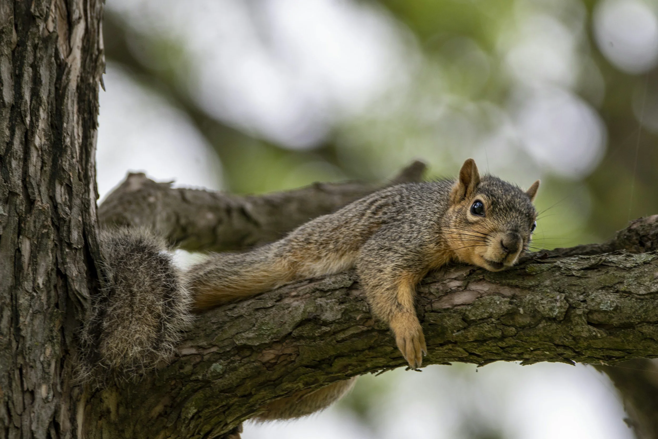 squirrel lounging on a tree branch