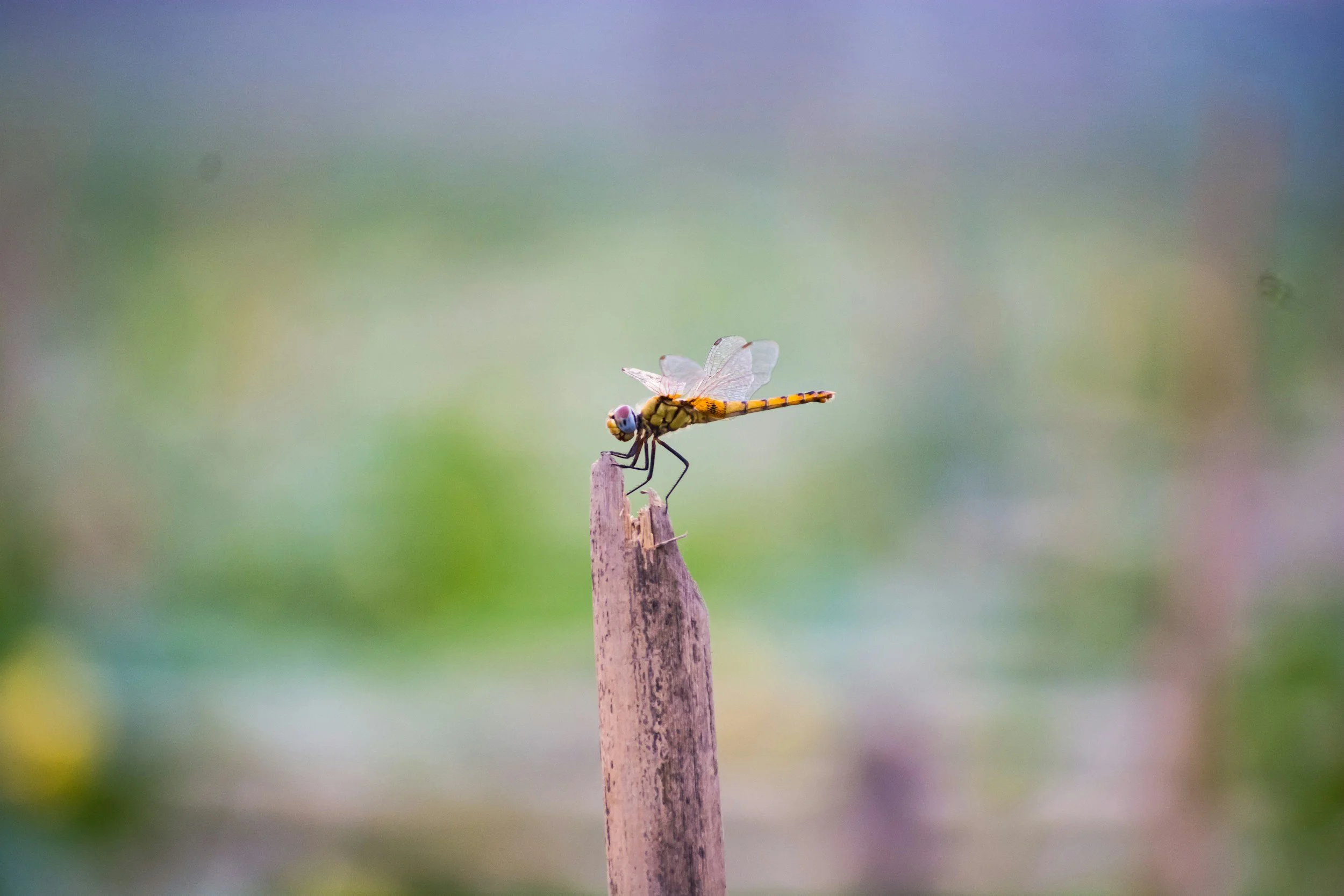 unsplash-image-41xC7TVV-WI.jpg