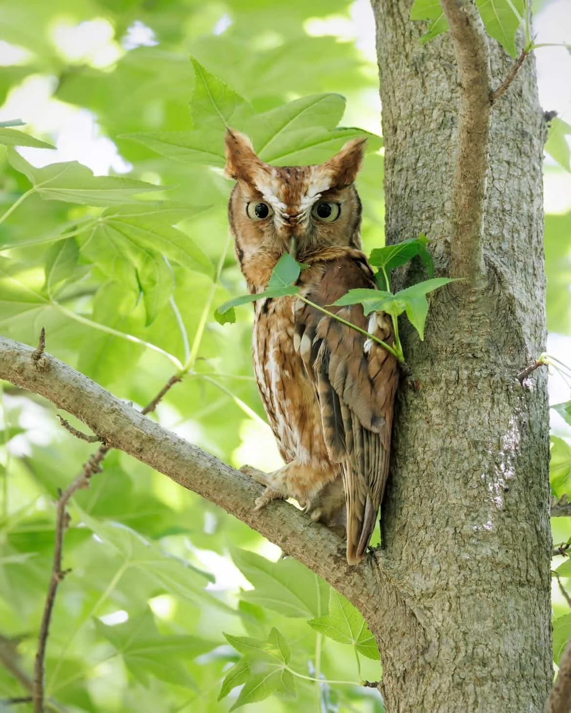 Screech Owl Adaptability in a Changing Climate