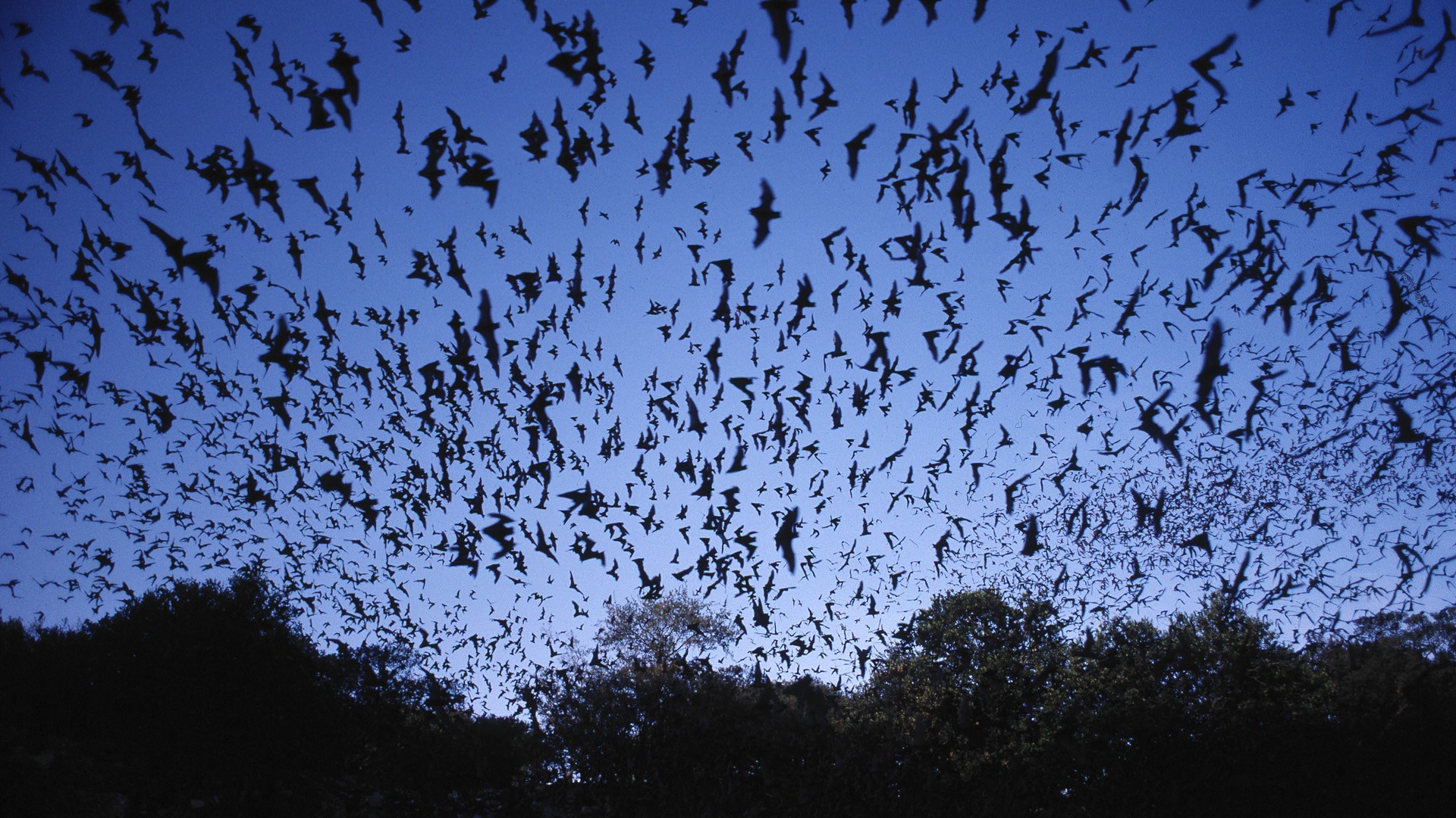 Brazilian free-tailed bats leaving Carlsbad Cavern in search of food, the closest Taco Bell and your girlfriend's neck.