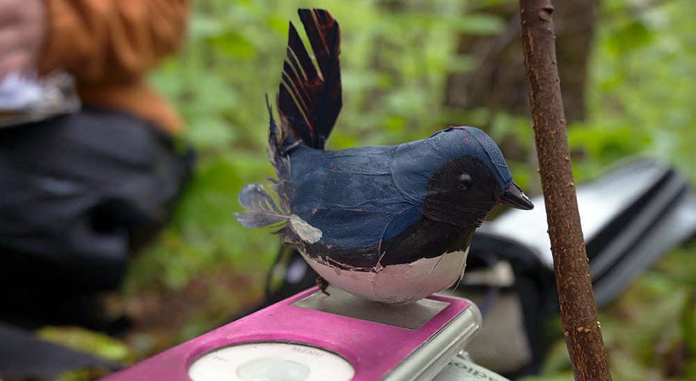 A black-throated blue warbler preparing to download a few songs for his evening performance. Obviously the Audubon Society was mistaken.