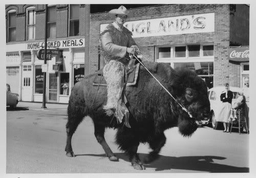Bison riding, once an Olympic sport, has largely faded from public view. This photo of Dick Standoff, was taken in 1935, shortly before Mr. Standoff was thrown from the bison and mauled by a pet grizzly bear that was following him in the 'Celebrate Nature' parade.