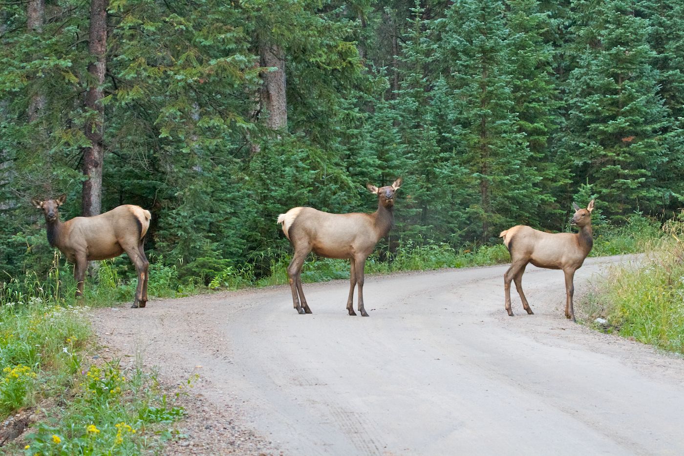 Panhandling elk on Old Fall River Road. Immediately after this photo, the one in the middle walked up to the van and cleaned the windshield. He asked for a dollar and we gave him a five spot. He also asked if we had any cigarettes.