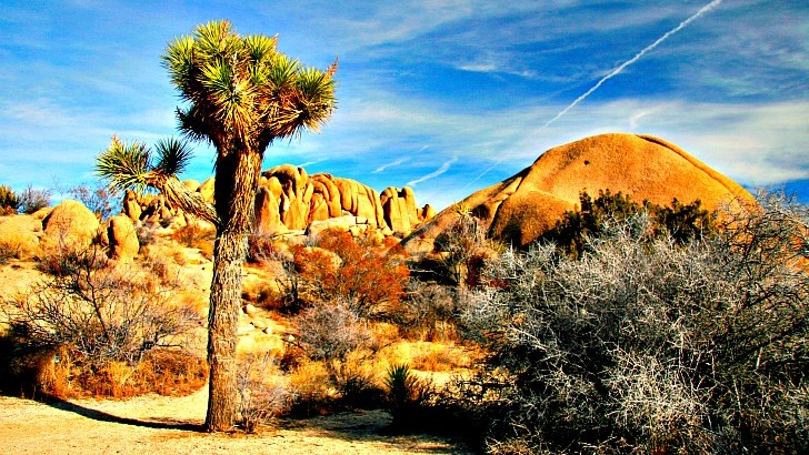 Joshua Tree National Park. Home of the Yucca brevifolia or Joshua tree. Several park names were bandied about before landing on Joshua Tree: Land of Odd Trees, A Desolate Place and my favorite The Desert. 