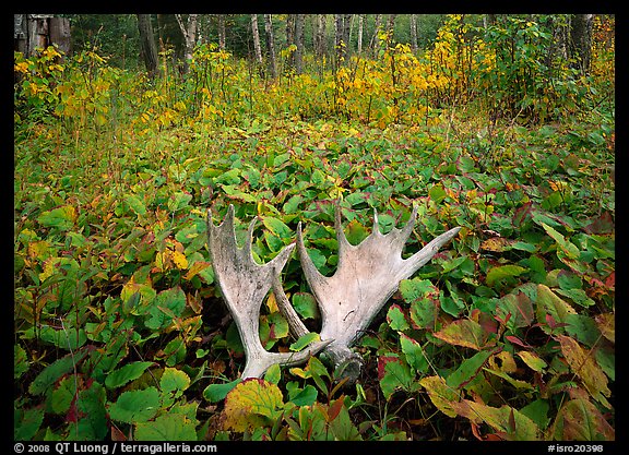 Either a moose forgot to put on his rack before heading out the door, or that is one short moose under those leaves.