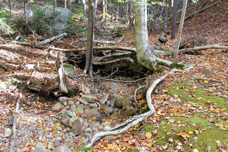 ROOT STREWN FOREST FLOOR ALONG ONE OF ACADIA’S MANY TRAILS. PRETTY SURE I TRIPPED ON THAT LARGE BIRCH ROOT.