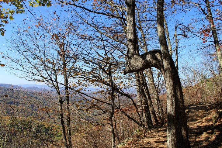 CONNIE HAS BEEN WAITING 56 YEARS FOR SOMEONE TO HANG A SWING FROM HER PERFECTLY FORMED BRANCH. SHE NEVER SAID A WORD, BUT WONDERED WHAT LIFE WOULD HAVE BEEN LIKE IF SHE HAD BEEN RAISED IN THE SUBURBS.