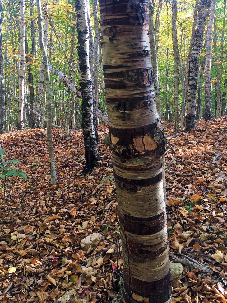 IRWIN KNEW HE WASN’T LIKE THE OTHER TREES.