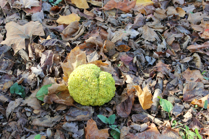 I RAN ACROSS THESE ‘PODS’ IN VARIOUS PARTS OF THE PARK. I’VE WATCHED FAR TOO MANY BODY-SNATCHER MOVIES TO OPEN ONE. I THINK I SAW ONE MOVE.