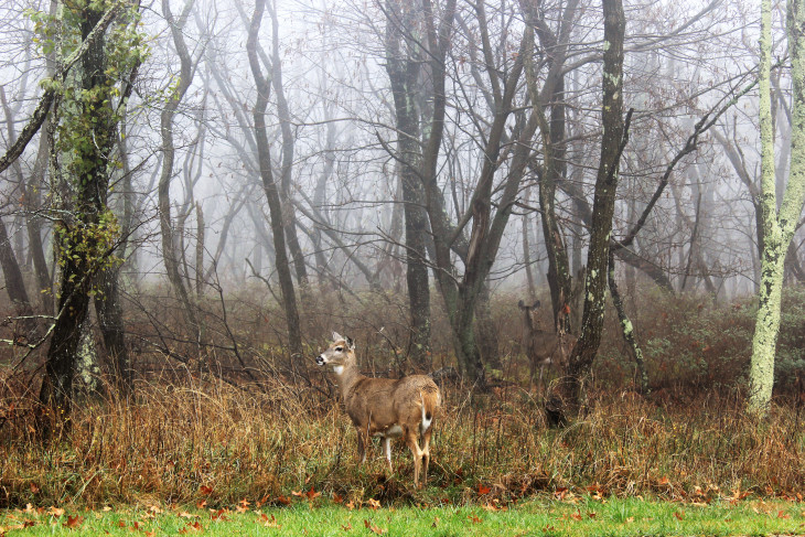 DEER ARE LIKE SQUIRRELS IN SHENANDOAH, ONLY MORE INDIGNANT. AS I TOOK THIS PHOTO THE DEER TURNED TO ME AND IN A RATHER RUDE TONE ASKED “WHAT DID YOU CALL ME?”