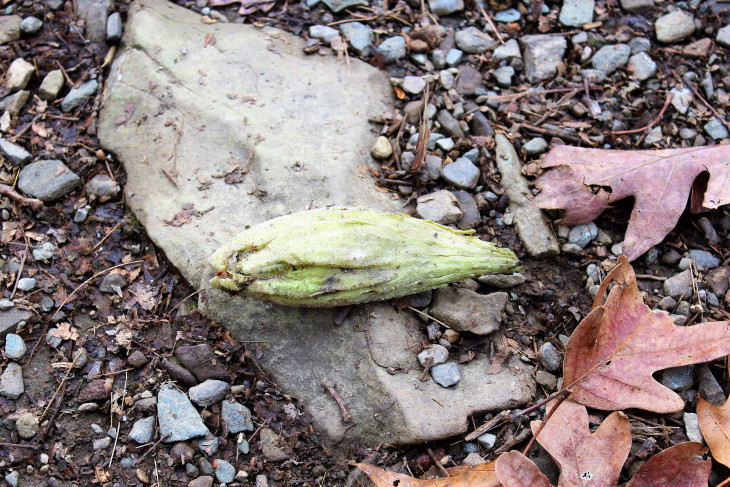 BOTH OF YOU THAT FOLLOW THIS BLOG KNOW THAT I HAVE BEEN RELENTLESSLY PURSUED BY PODS. DISGUISED AS MILKWEED, THIS ONE CONTINUES THE STALKING. IF I SUDDENLY DISAPPEAR, QUESTION THE PODS.