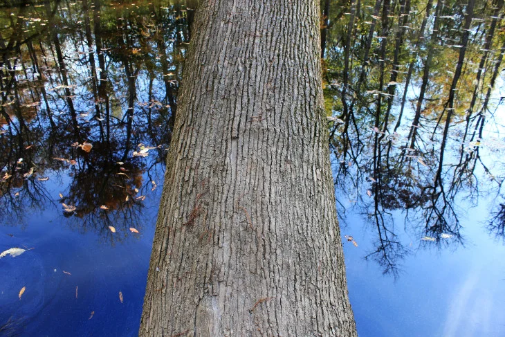THIS TREE HAD FALLEN INTO WISE LAKE, SO I WALKED OUT A FEW YARDS AND TOOK THIS PHOTO. EVERY TIME I LOOK AT IT I HAVE A HARD TIME TELLING UP FROM DOWN. THERE’S A METAPHOR IN THERE SOMEWHERE.