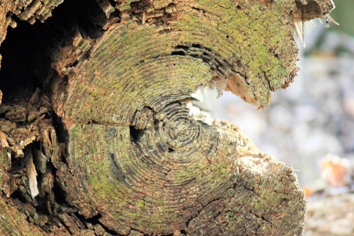 I HAVE NO IDEA HOW OLD THIS TREE MIGHT BE. I JUST MARVELED AT THE BEAUTY IN THE SYMMETRY OF HER RINGS. THIS IS ALSO WHAT YOU WOULD FIND IF I SHAVED MY HEAD.