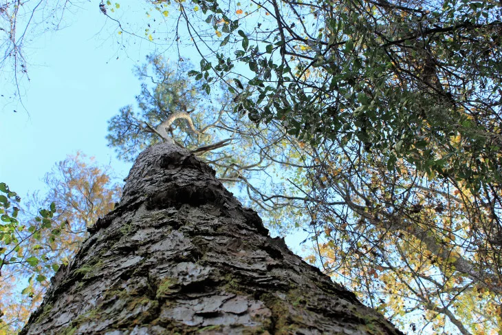 STANDING AT THE BASE OF THE CHAMPION LOBLOLLY PINE. WHEN I SAID HELLO SHE GRACEFULLY CURTSIED.
