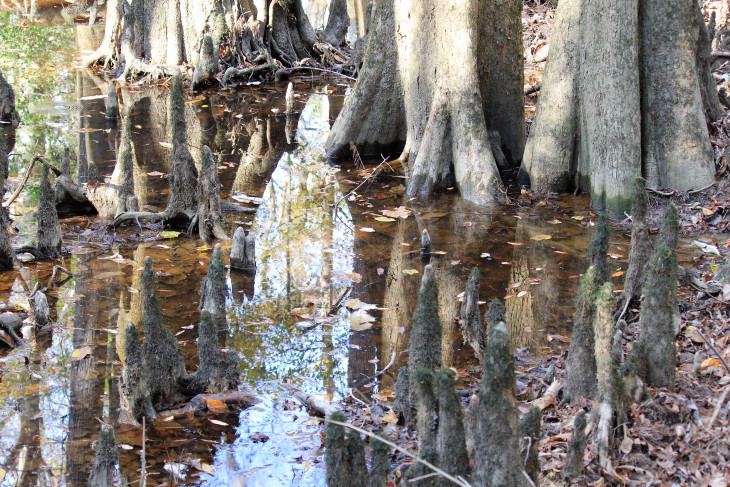 MULTI-FLUTED CYPRESS TREES AND THEIR KNEES TAKE LIFE FROM THE WATERS OF THE FLOODPLAIN. UNLIKE MANY OF THE HARDWOOD TREES WITH ROOTS THAT SPREAD, THE CYPRESS USES HER ROOT KNEES TO REMAIN STABLE.
